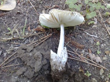 Funghetto in crescita